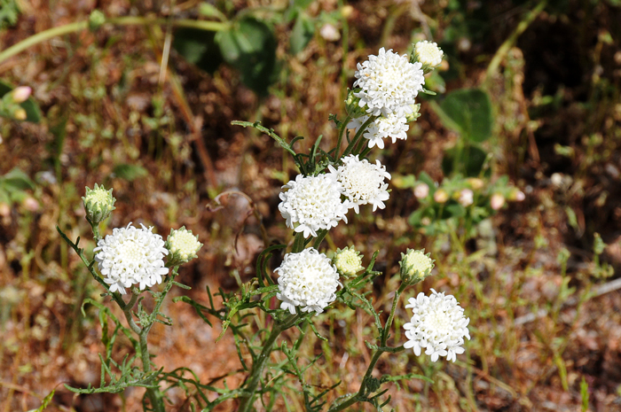 Esteve’s Pincushion is found in the west central and southwestern United States and in Baja California and northern Sonora, Mexico. Chaenactis stevioides 